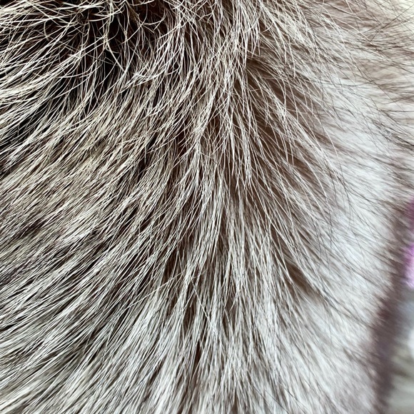 Fox stole / collar - Picture 4 of 4